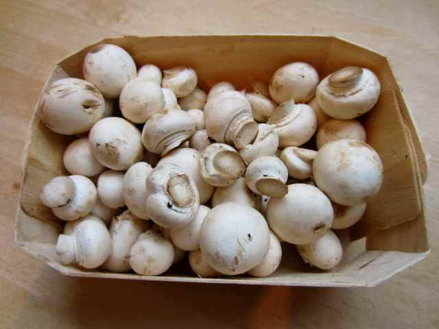 small mushrooms in punnett