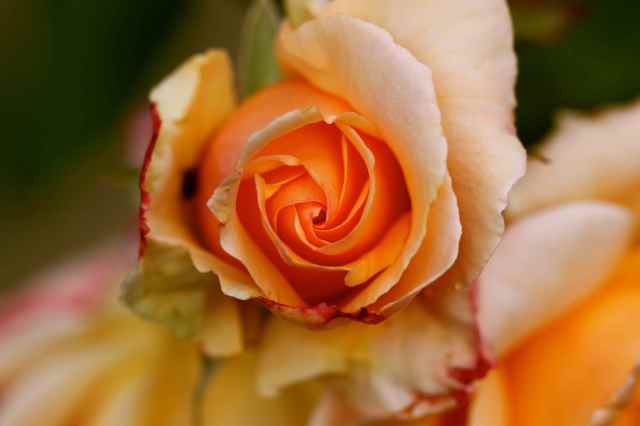 orange rose 2