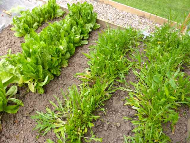 salad in garden 27-6-14