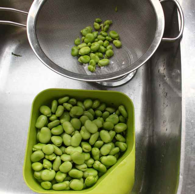 broad beans in colander and seive