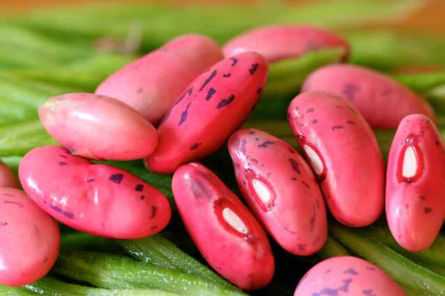 pink runner beans